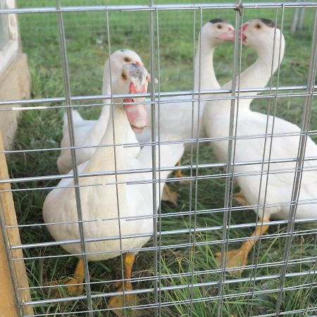 Ferienwohnung Kuehnel Pfaffendorf Esterno foto