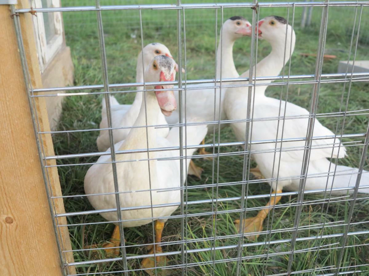 Ferienwohnung Kuehnel Pfaffendorf Esterno foto
